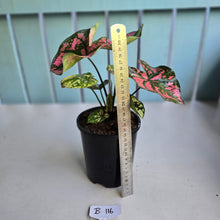 Load image into Gallery viewer, #B116 Caladium Purple Lights