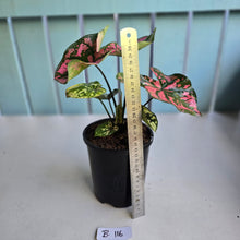 Load image into Gallery viewer, #B116 Caladium Purple Lights