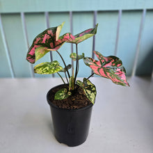 Load image into Gallery viewer, #B116 Caladium Purple Lights