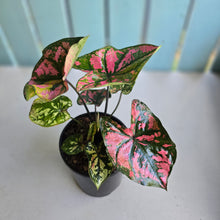 Load image into Gallery viewer, #B116 Caladium Purple Lights