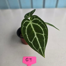 Load image into Gallery viewer, #G3 Anthurium Crystallinum x