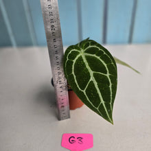 Load image into Gallery viewer, #G3 Anthurium Crystallinum x