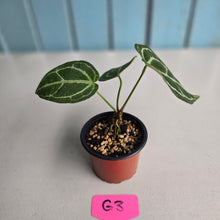 Load image into Gallery viewer, #G3 Anthurium Crystallinum x