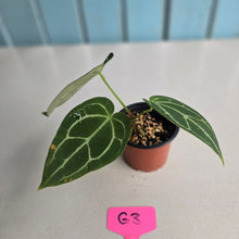 Load image into Gallery viewer, #G3 Anthurium Crystallinum x