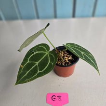 Load image into Gallery viewer, #G3 Anthurium Crystallinum x