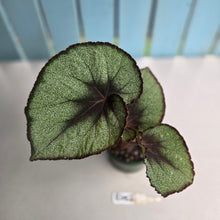 Load image into Gallery viewer, #R482 Begonia Unknown