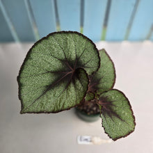 Load image into Gallery viewer, #R482 Begonia Unknown