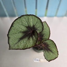 Load image into Gallery viewer, #R482 Begonia Unknown
