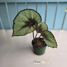 Load image into Gallery viewer, #R482 Begonia Unknown
