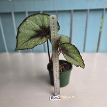 Load image into Gallery viewer, #R482 Begonia Unknown