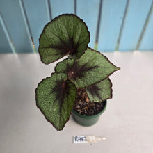 Load image into Gallery viewer, #R482 Begonia Unknown