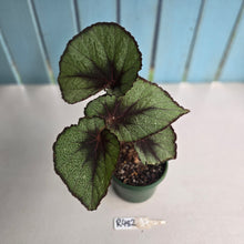 Load image into Gallery viewer, #R482 Begonia Unknown