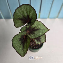 Load image into Gallery viewer, #R482 Begonia Unknown