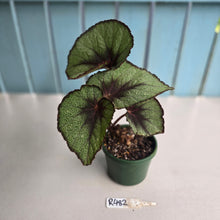 Load image into Gallery viewer, #R482 Begonia Unknown