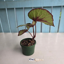 Load image into Gallery viewer, #R482 Begonia Unknown