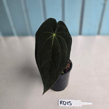 Load image into Gallery viewer, #RD15 Super Dark Anthurium NOID