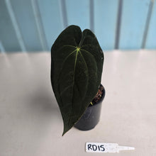 Load image into Gallery viewer, #RD15 Super Dark Anthurium NOID