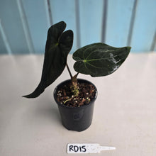 Load image into Gallery viewer, #RD15 Super Dark Anthurium NOID