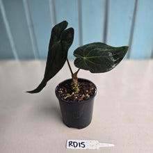 Load image into Gallery viewer, #RD15 Super Dark Anthurium NOID