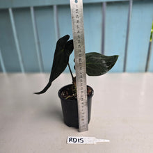 Load image into Gallery viewer, #RD15 Super Dark Anthurium NOID