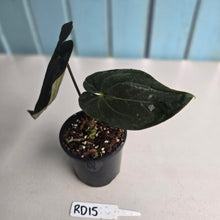 Load image into Gallery viewer, #RD15 Super Dark Anthurium NOID
