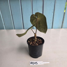 Load image into Gallery viewer, #RD15 Super Dark Anthurium NOID