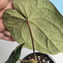 Load image into Gallery viewer, #RD15 Super Dark Anthurium NOID