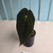 Load image into Gallery viewer, #RD15 Super Dark Anthurium NOID