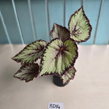 Load image into Gallery viewer, #RD14 Begonia Unknown