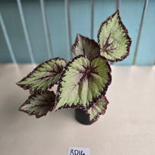 Load image into Gallery viewer, #RD14 Begonia Unknown