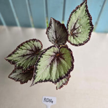 Load image into Gallery viewer, #RD14 Begonia Unknown