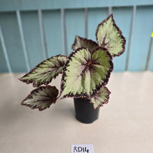 Load image into Gallery viewer, #RD14 Begonia Unknown