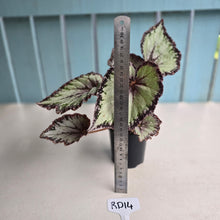 Load image into Gallery viewer, #RD14 Begonia Unknown