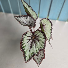 Load image into Gallery viewer, #RD14 Begonia Unknown