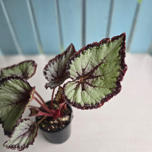 Load image into Gallery viewer, #RD14 Begonia Unknown