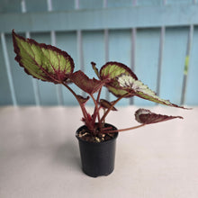 Load image into Gallery viewer, #RD14 Begonia Unknown