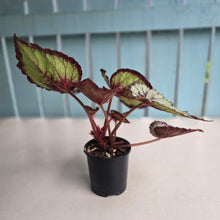 Load image into Gallery viewer, #RD14 Begonia Unknown