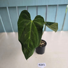 Load image into Gallery viewer, #RD42 Anthurium NOID