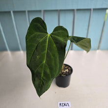 Load image into Gallery viewer, #RD42 Anthurium NOID