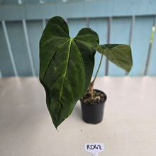 Load image into Gallery viewer, #RD42 Anthurium NOID