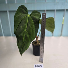Load image into Gallery viewer, #RD42 Anthurium NOID