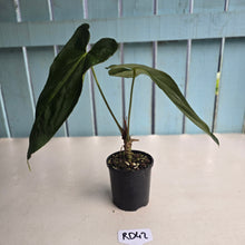 Load image into Gallery viewer, #RD42 Anthurium NOID
