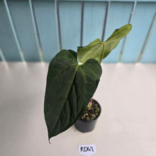 Load image into Gallery viewer, #RD42 Anthurium NOID