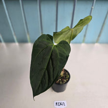 Load image into Gallery viewer, #RD42 Anthurium NOID