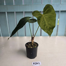Load image into Gallery viewer, #RD42 Anthurium NOID