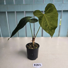 Load image into Gallery viewer, #RD42 Anthurium NOID
