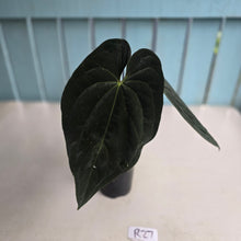 Load image into Gallery viewer, #R27 Super Dark Anthurium NOID