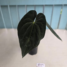 Load image into Gallery viewer, #R27 Super Dark Anthurium NOID