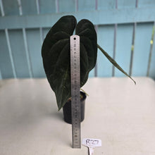 Load image into Gallery viewer, #R27 Super Dark Anthurium NOID