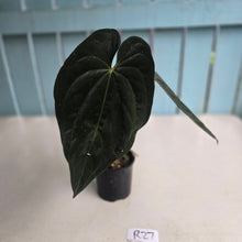 Load image into Gallery viewer, #R27 Super Dark Anthurium NOID